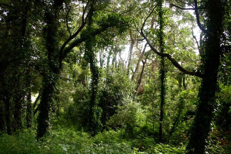 Naturaleza en las Islas Cíes