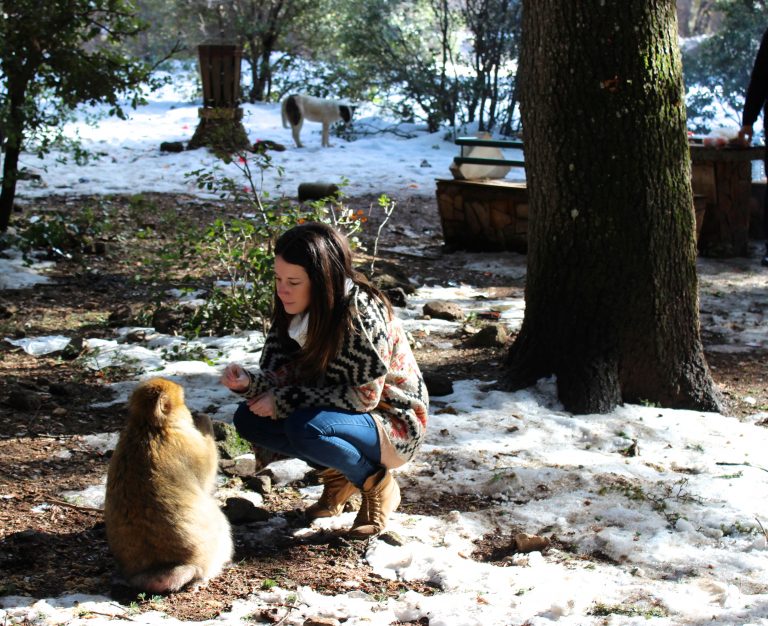 Monos en la nieve en Ifrane, Marruecos