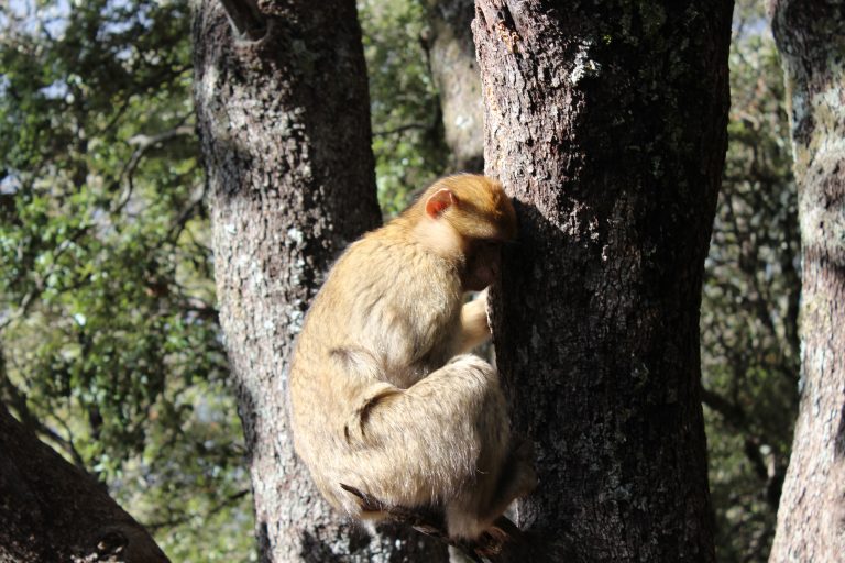 Mono en un árbol en Ifrane, Marruecos