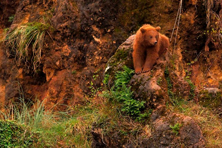 Cabárceno, qué ver y hacer en Cantabria